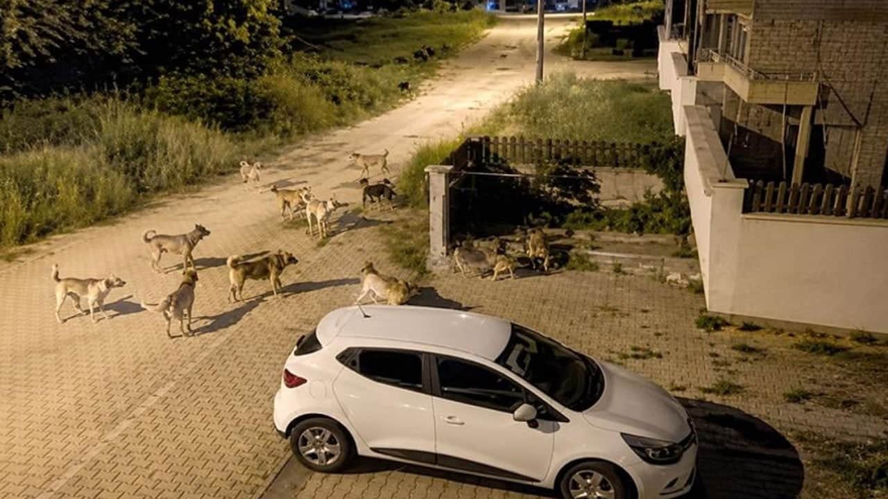 Bolu’da sürü halinde gezen köpekler tedirgin ettirdi