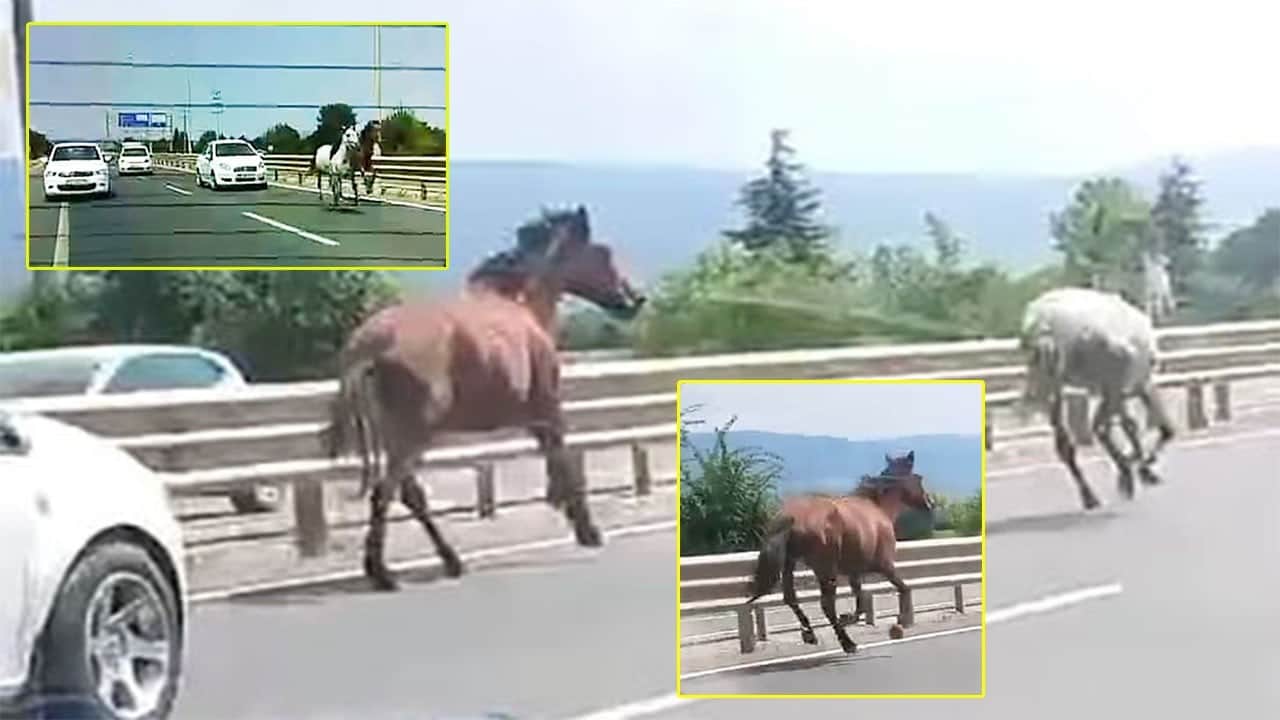 Bursa'da başıboş çılgın beygirler otobanı birbirine kattı!