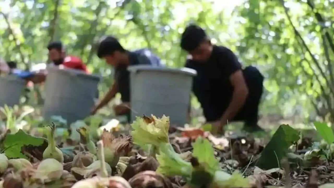 Bütün Karadeniz'in beklediği haber geldi: Fındık işçisinin yevmiyesi belli oldu!