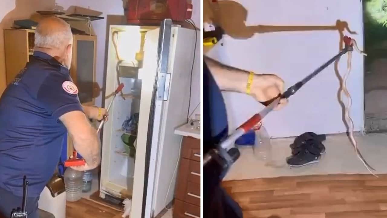 Buzdolabını açtı, yılanı görünce şok geçirdi! İtfaiye gelip çıkardı