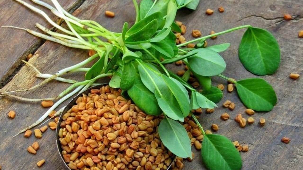Çemen otu faydaları nelerdir? Çemen otu neye iyi gelir? Çemen otu ne zaman içilir?