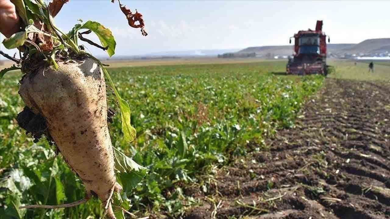 Don olaylarına rağmen… Tarımda şeker gibi haber
