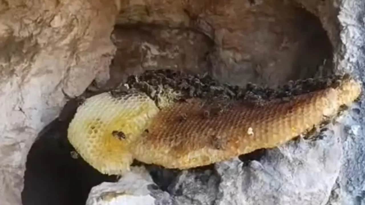 Elazığ'da Kaya oyuğundan bal akıyor: Mucize görenleri şaşırttı...