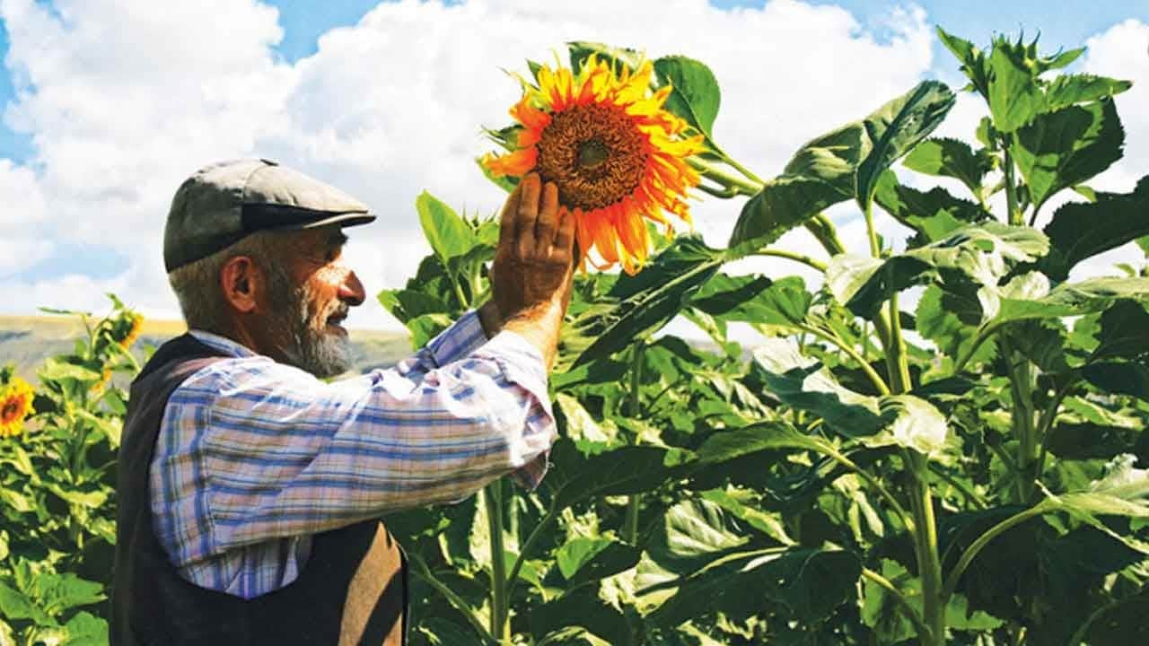 Erzincan’da milli tarım şahlanışı! Ayçiçeği üretiminde rekor artış bekleniyor!