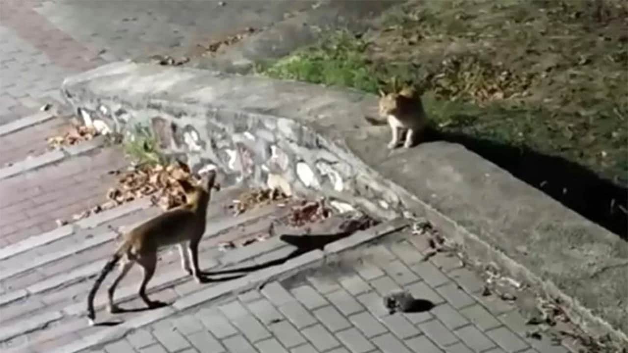Fıkra gibi buluşma Tilki, kedi ve kirpi bir arada