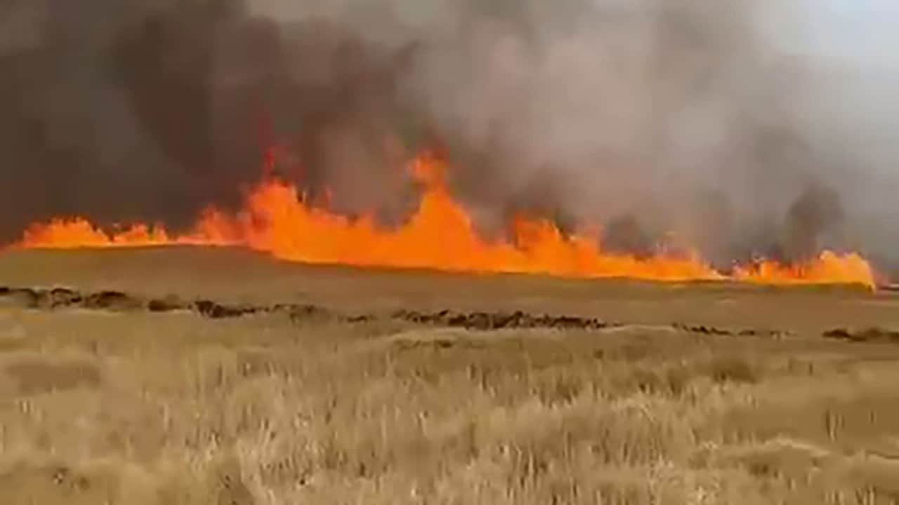 Hasat öncesi büyük üzüntü! Sivas’ta 5 bin dönüm ekili buğday tarlası kül oldu