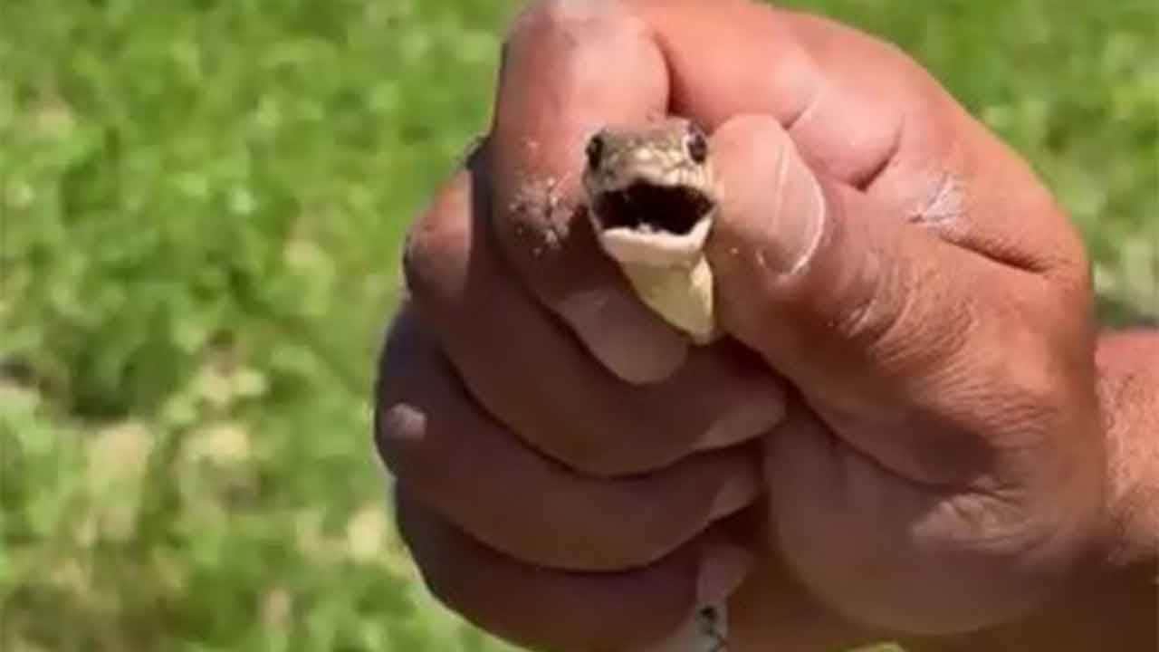 İnegöl'de yürek yutan çiftçi! Dev yılanı çıplak elleriyle öyle bir yakaladı ki!