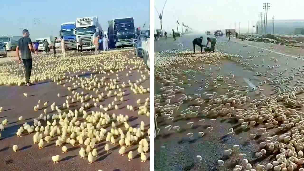 Irak'ta binlerce civciv yola savruldu: Minik canlar TIR’lar altında can verdi
