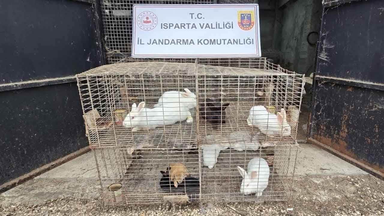 Isparta'da kaçak yaban hayvanı operasyonu! Ev değil sanki hayvanat bahçesi