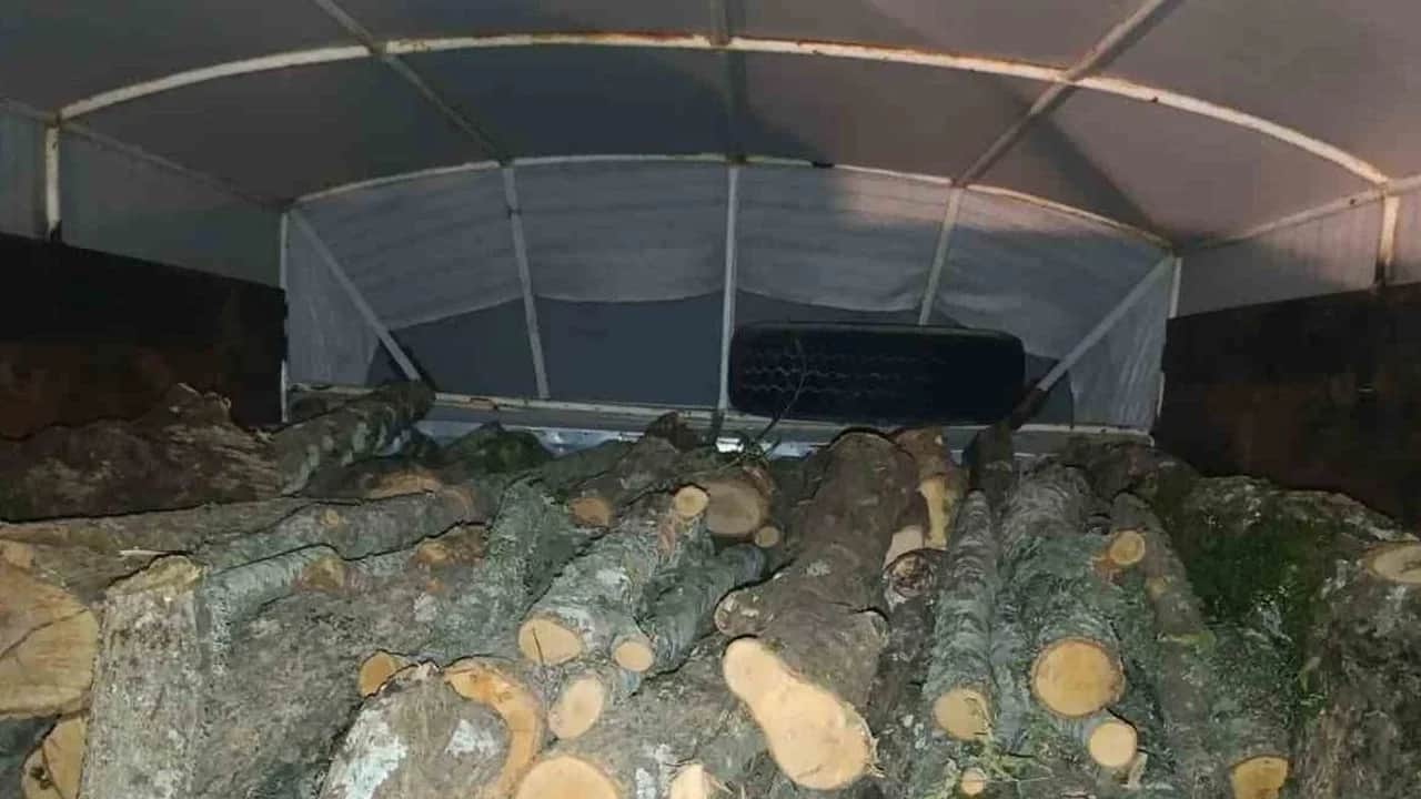 Kaçak kesilen ağaçlara el konuldu