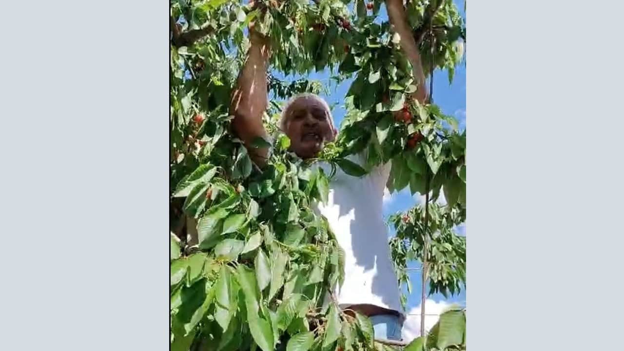 Kirazları topladılar, en üst dallara dokunmadılar! O meyvelerin sahibi bakın kimler