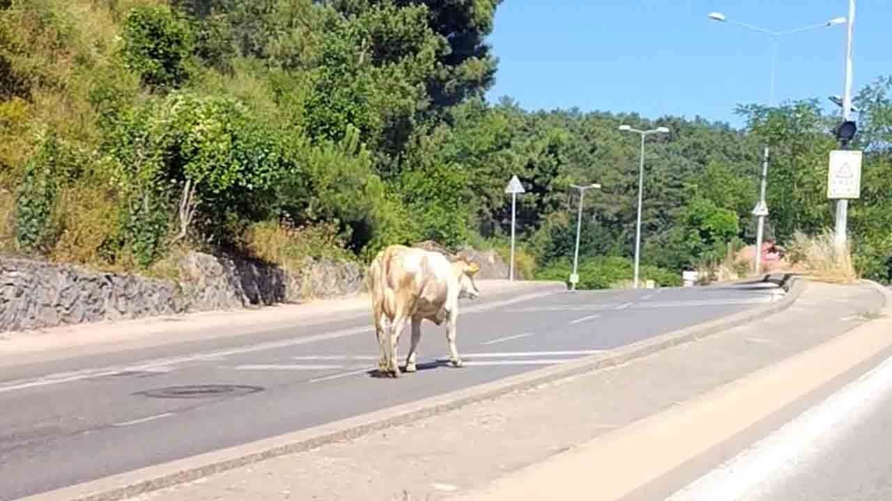 Kornalara aldırmadı, sakin sakin yürüdü: Sahibinden kaçan inek Ümraniye trafiğinde