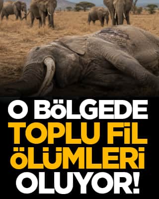 O bölgede toplu fil ölümleri oluyor!