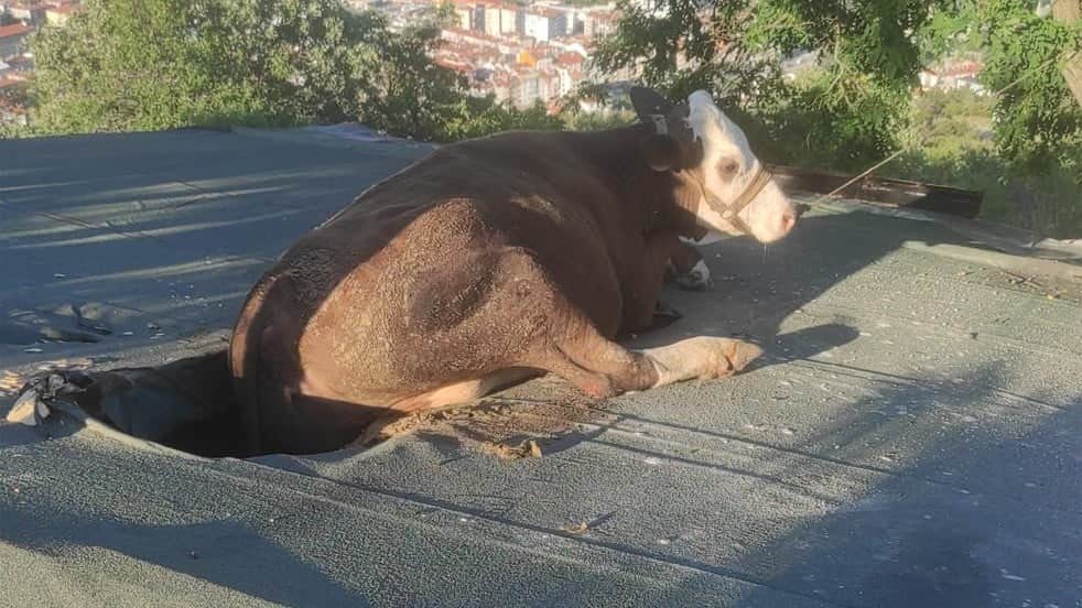 Otlarken evin çatısına düştü! İtfaiyeden inek operasyonu