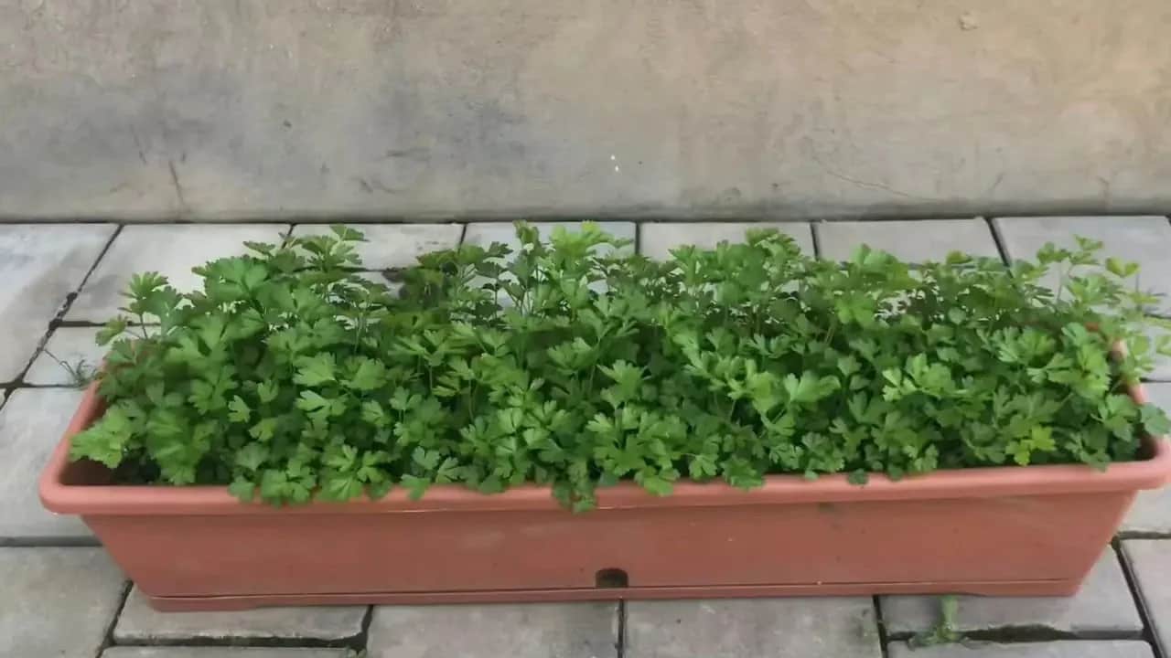  Saksıda maydanoz yetiştirmenin tüm püf noktaları nedir? Sorusuna cevap: Servet değerinde...