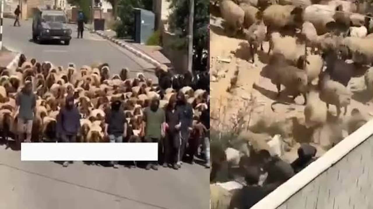 Sivil Yahudiler Beytüllahim'de 100'den fazla koyun çaldı!
