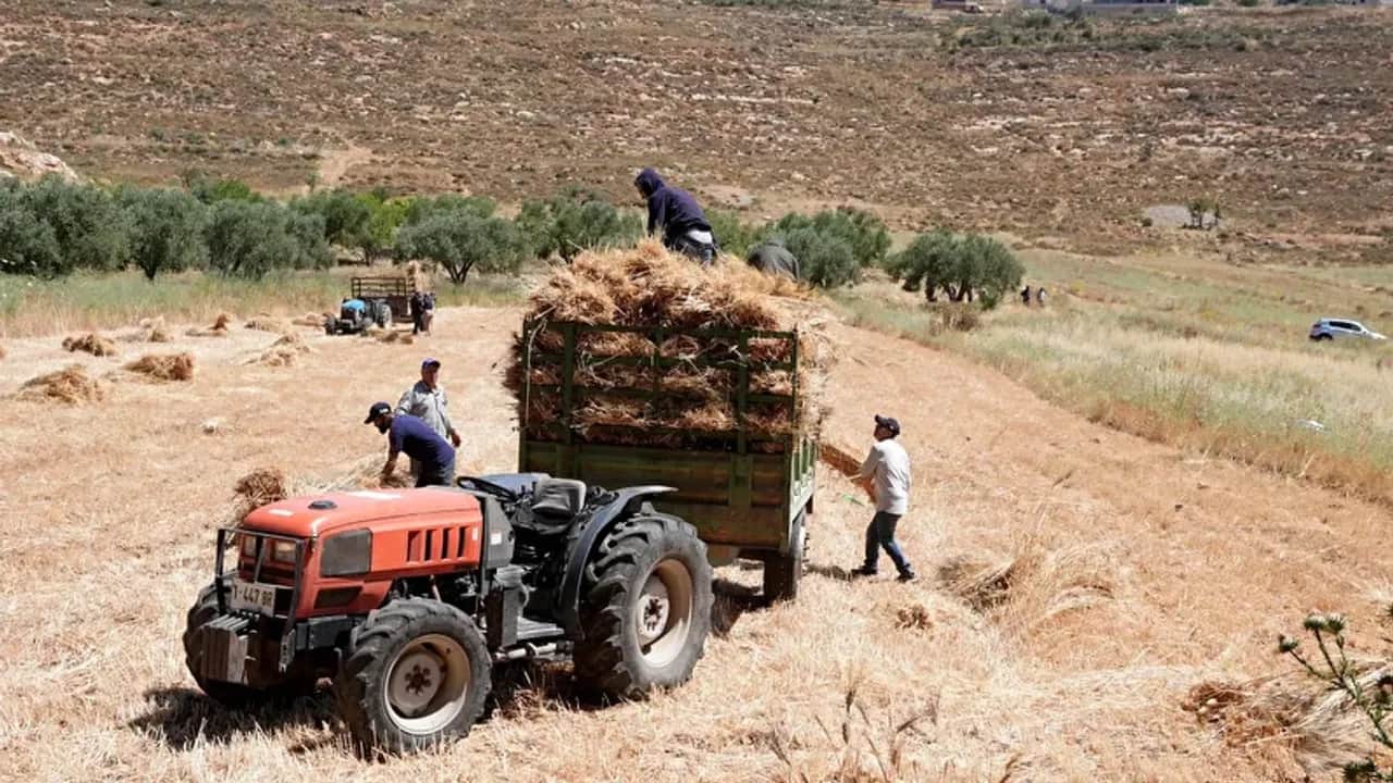 Sivil Yahudilerin kundaklama tehdidine karşı Batı Şeria'da buğday hasadı erken başladı