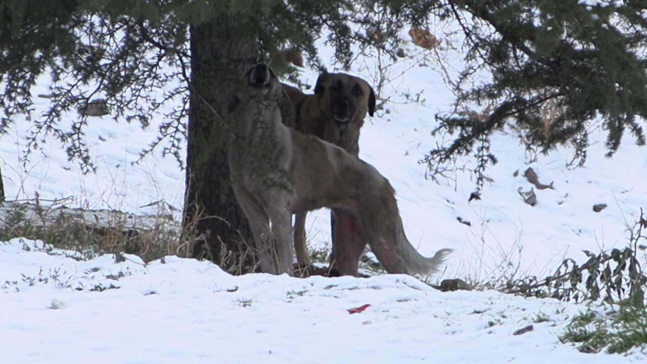 Sokak köpekleri saldırdı! Küçük çocuk okul çıkışında kabusu yaşadı