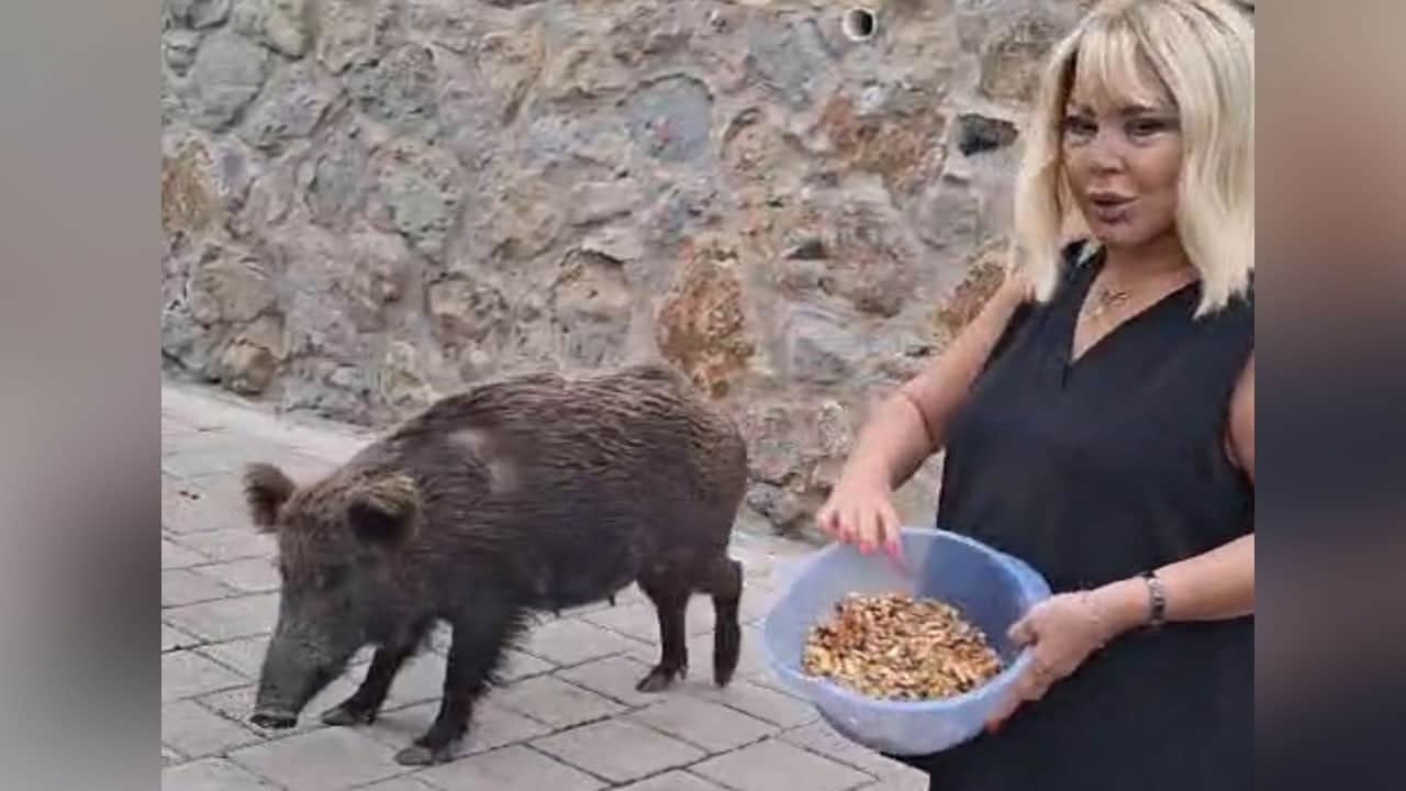 Suratına tüküren alpakaya 1 gün eşsiz kalma cezası kesilmişti! Bu kez bayram misafiri domuza ceviz ikram etti