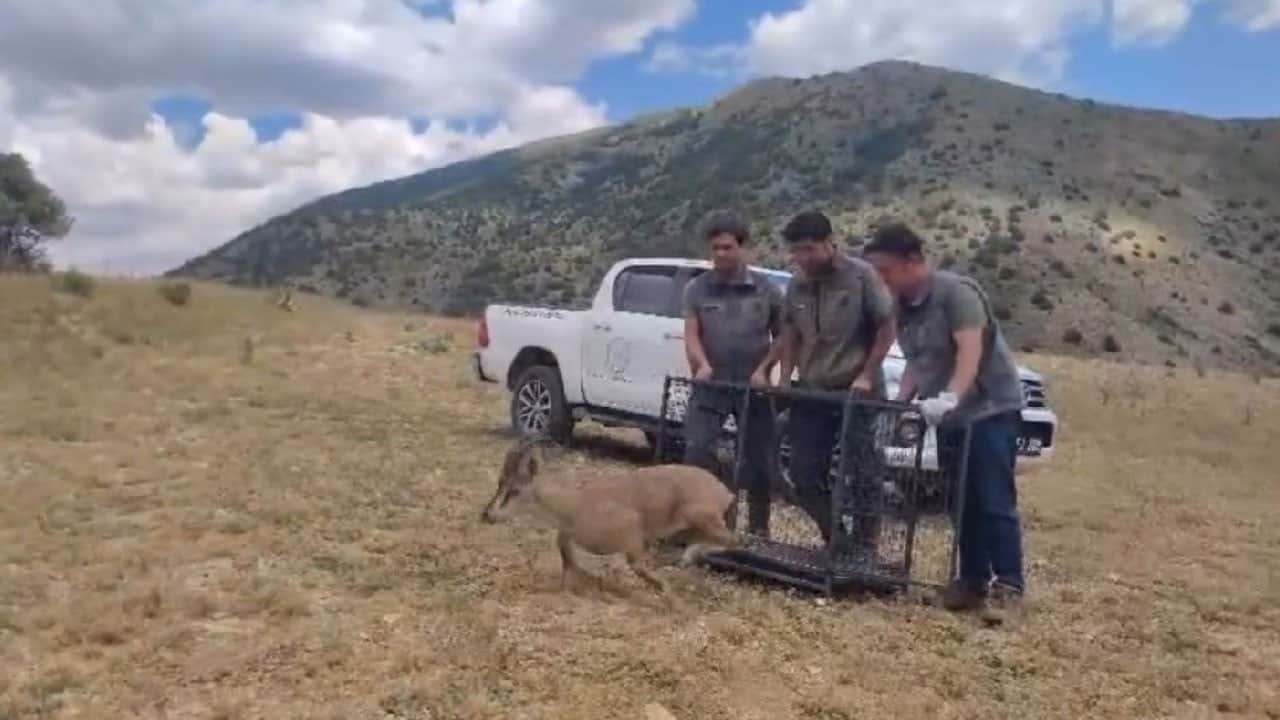 Yaralı halde bulunmuştu! Tedavisinin ardından yeniden doğaya bırakıldı