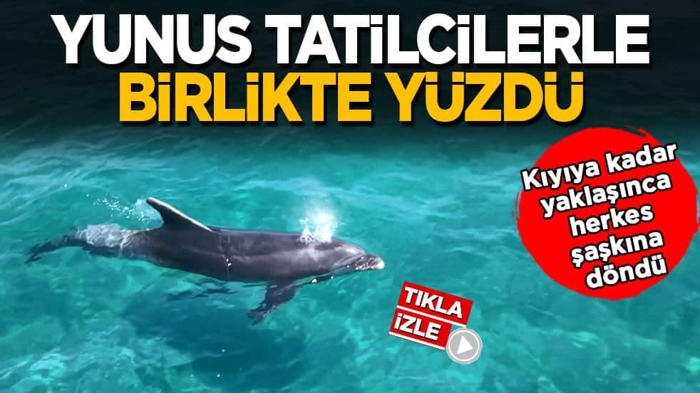 Kıyıya kadar yaklaşınca herkes şaşkına döndü! Yunus tatilcilerle birlikte yüzdü