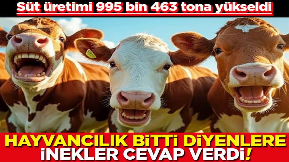 Süt üretimi 995 bin 463 tona yükseldi Hayvancılık bitti diyenlere inekler cevap verdi