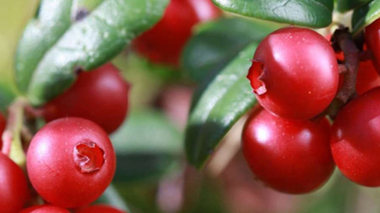 Foto - 1 ekiliyor bin tane olarak çıkıyor hem de bakım nedir bilmiyor: Bu faydasını duyunca çok şaşıracaksınız! İşte faydaları