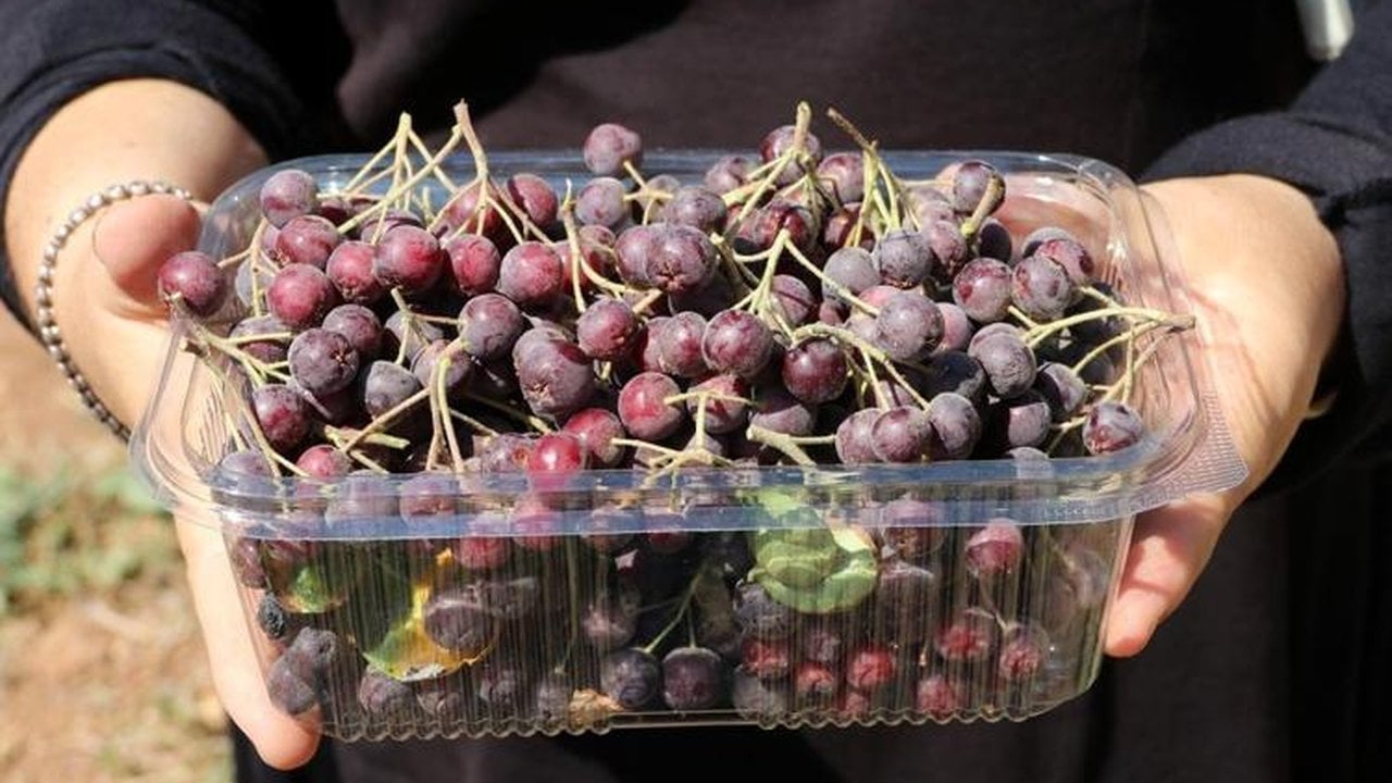 Foto - 10 yıl önce kimse yüzüne bakmıyordu, şimdi çiftçinin gizli madeni oldu! Kilosu 500 TL: Tarlalarda izdiham var