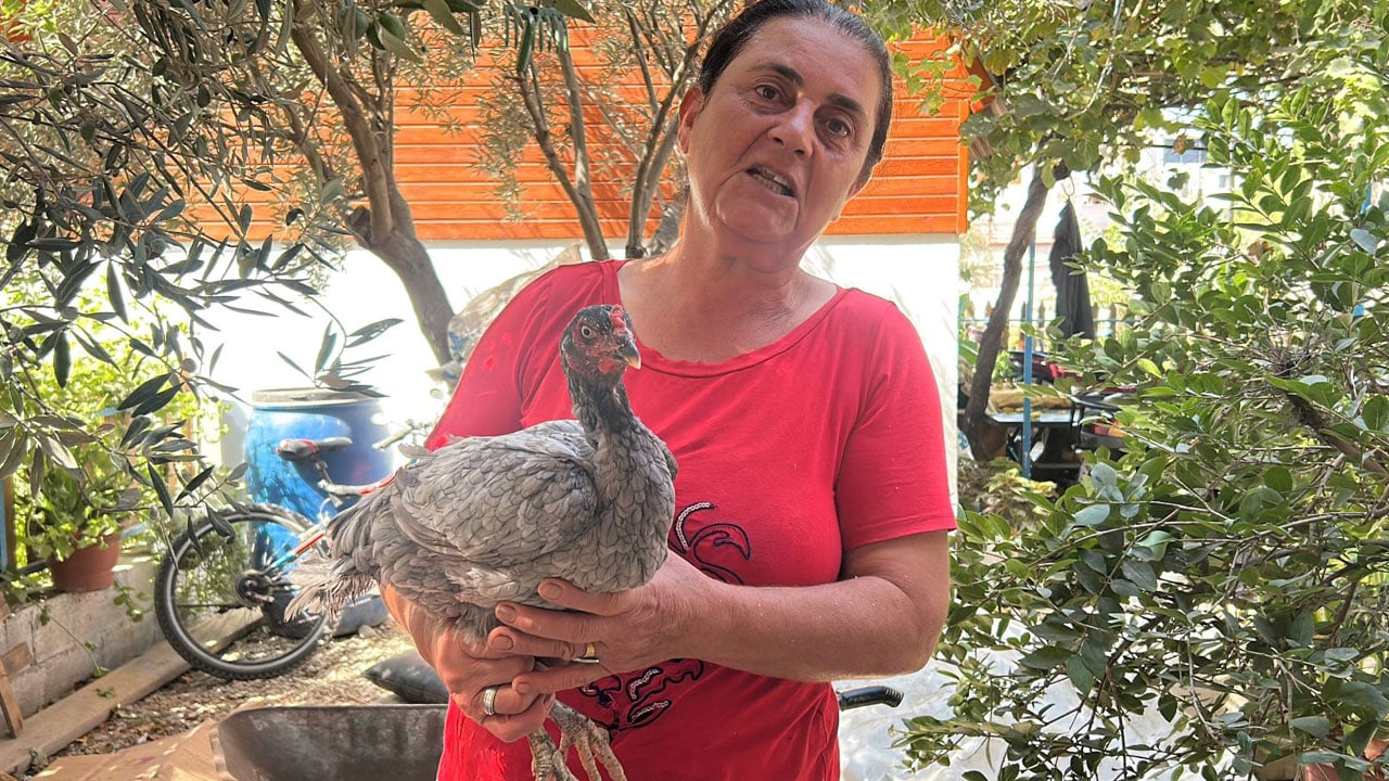 Foto - 10 yıldır sır gibi saklıyor! Bu tavuklar mavi yumurta yumurtluyor