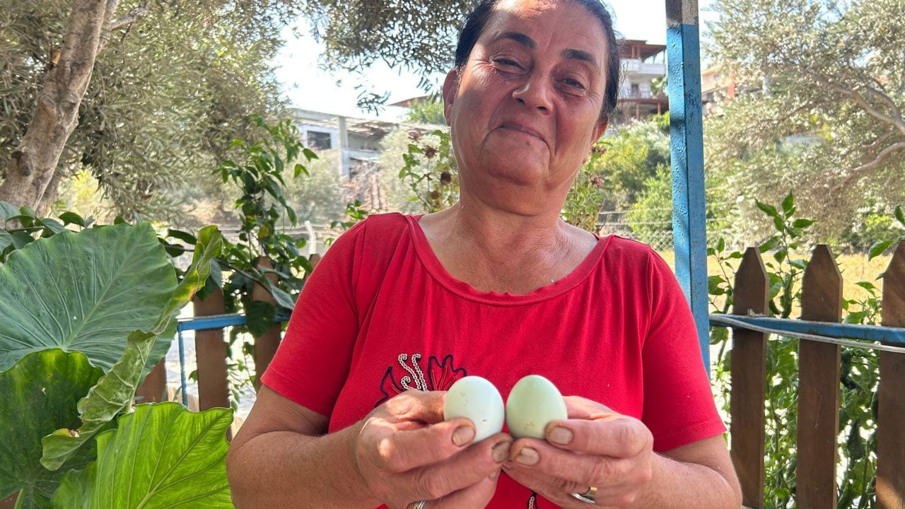 10 yıldır sır gibi saklıyor! Bu tavuklar mavi yumurta yumurtluyor