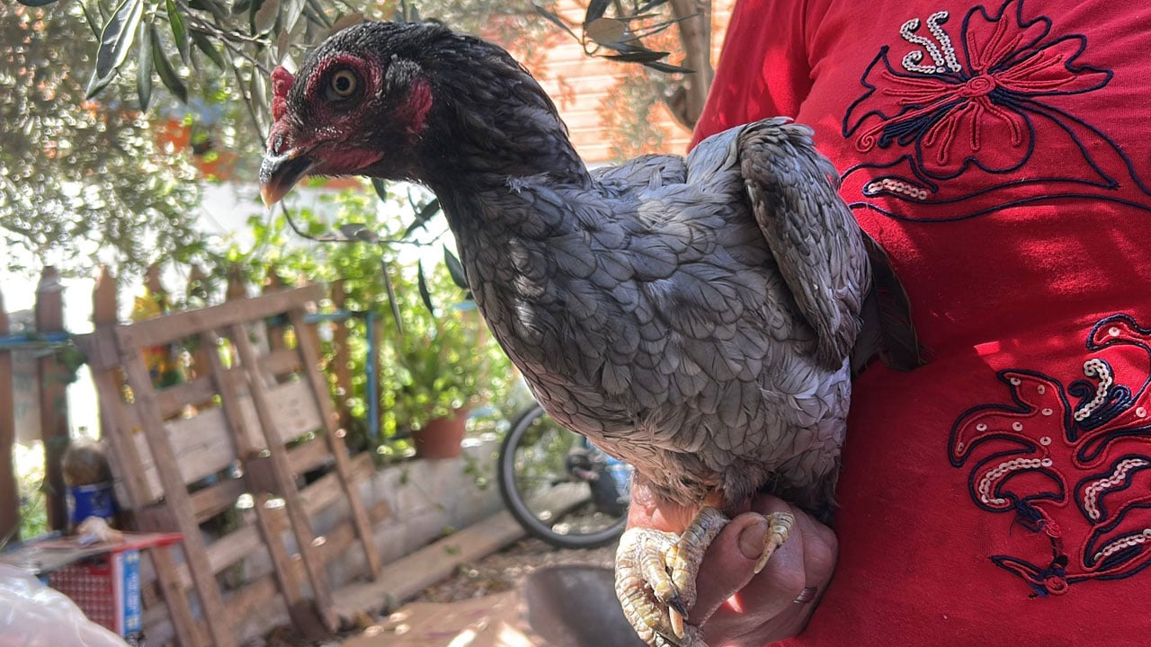 Foto - 10 yıldır sır gibi saklıyor! Bu tavuklar mavi yumurta yumurtluyor