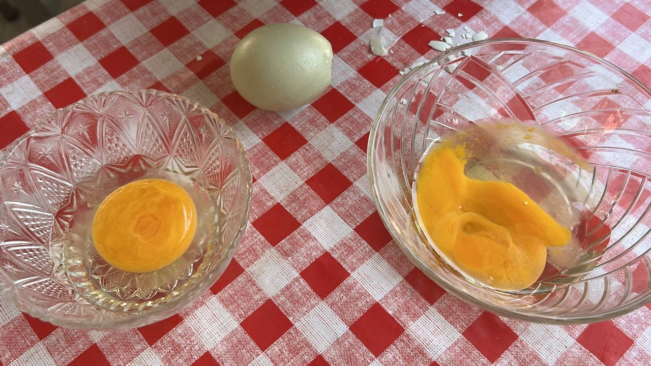 Foto - 10 yıldır sır gibi saklıyor! Bu tavuklar mavi yumurta yumurtluyor