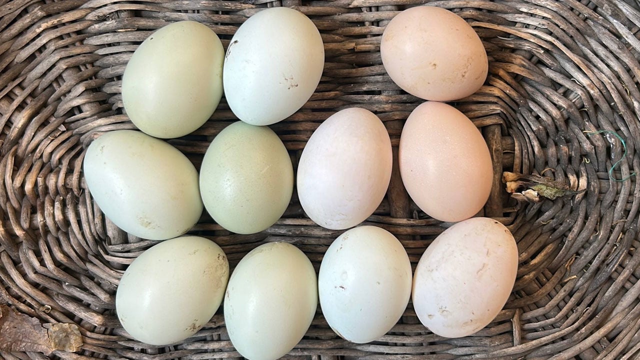 Foto - 10 yıldır sır gibi saklıyor! Bu tavuklar mavi yumurta yumurtluyor