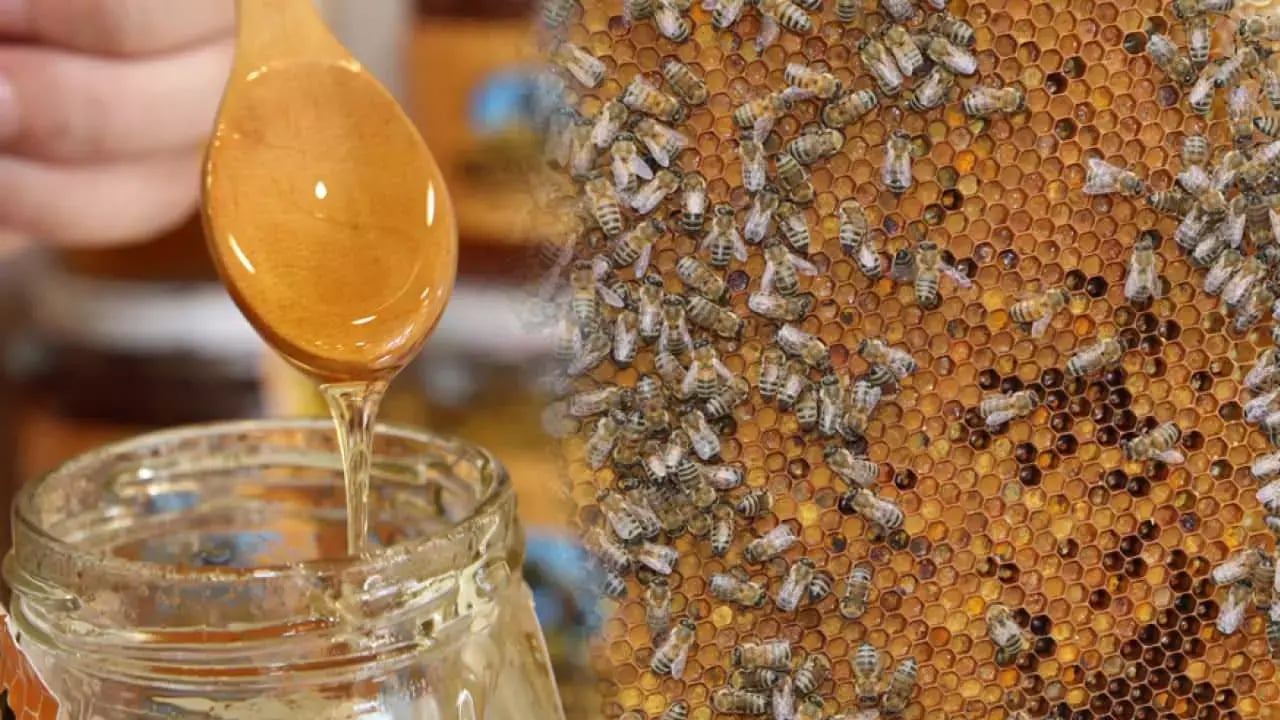 Foto - 100 ton sahte Anzer balı satılıyor: Anzer balı nedir? Anzer balının faydaları nelerdir? Faydası neye yarar