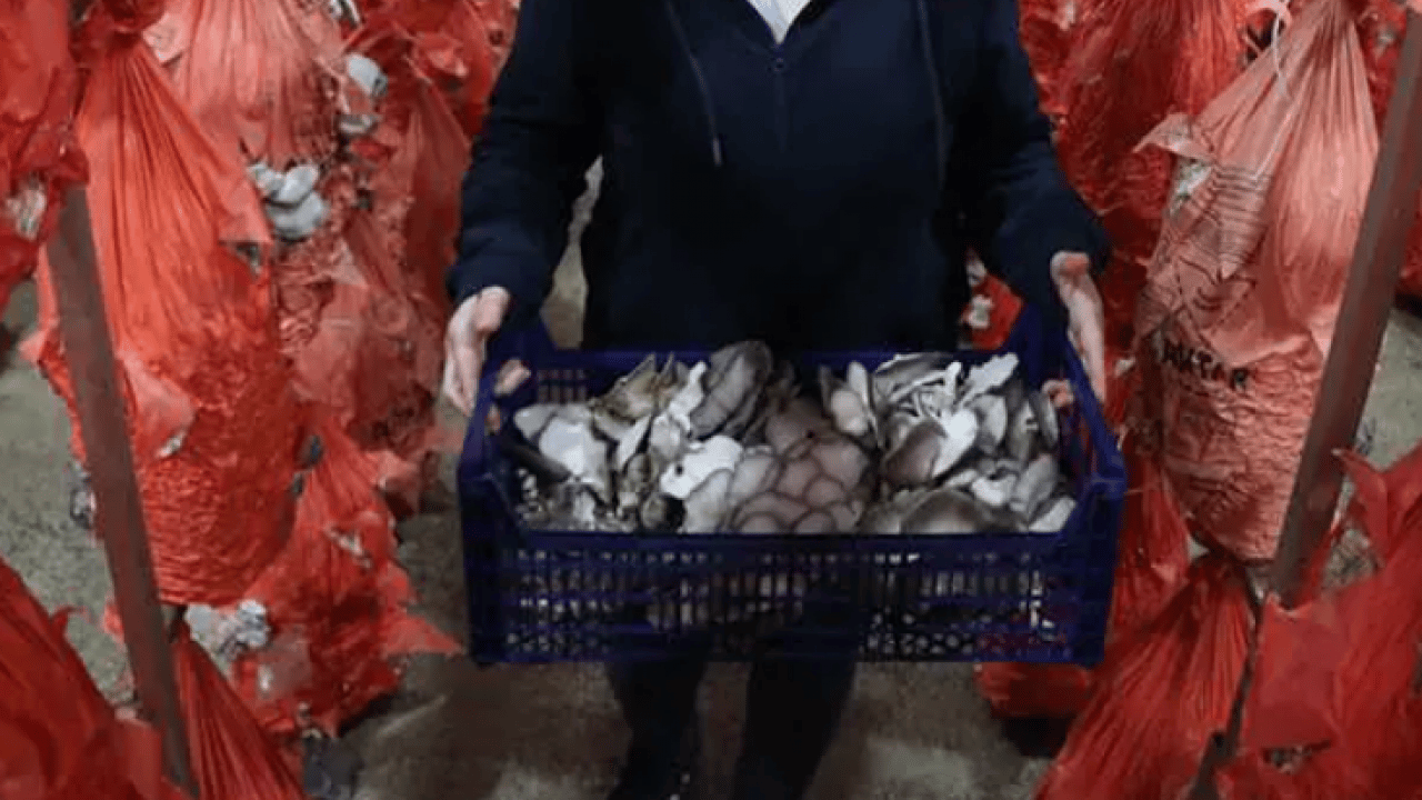 Foto - 11 hafta eğitim aldı bu işe başladı: Herkes zehirlenmeyelim diyor!