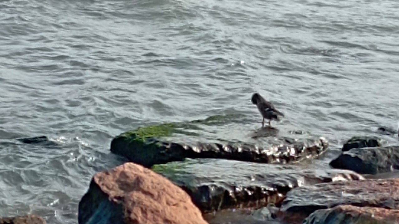 Foto - 11 yaban ördeği aynı anda belirdi! Denizin üzerinde gizemli ziyaretçiler