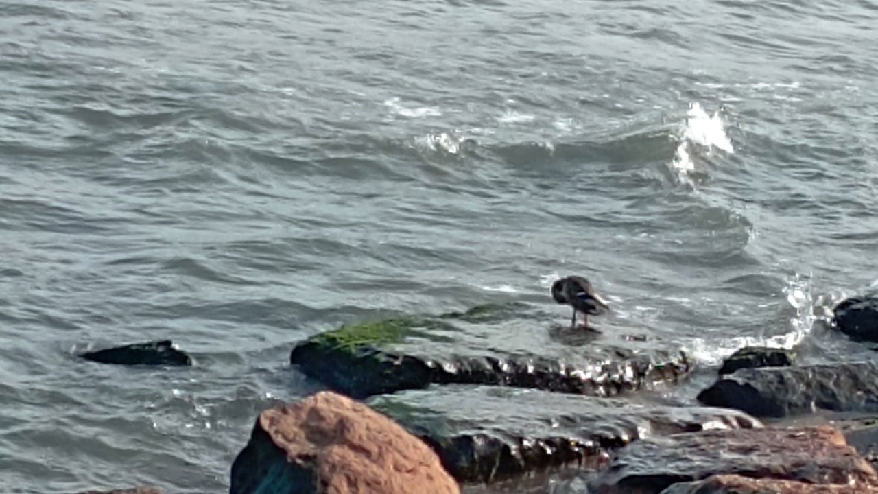 Foto - 11 yaban ördeği aynı anda belirdi! Denizin üzerinde gizemli ziyaretçiler