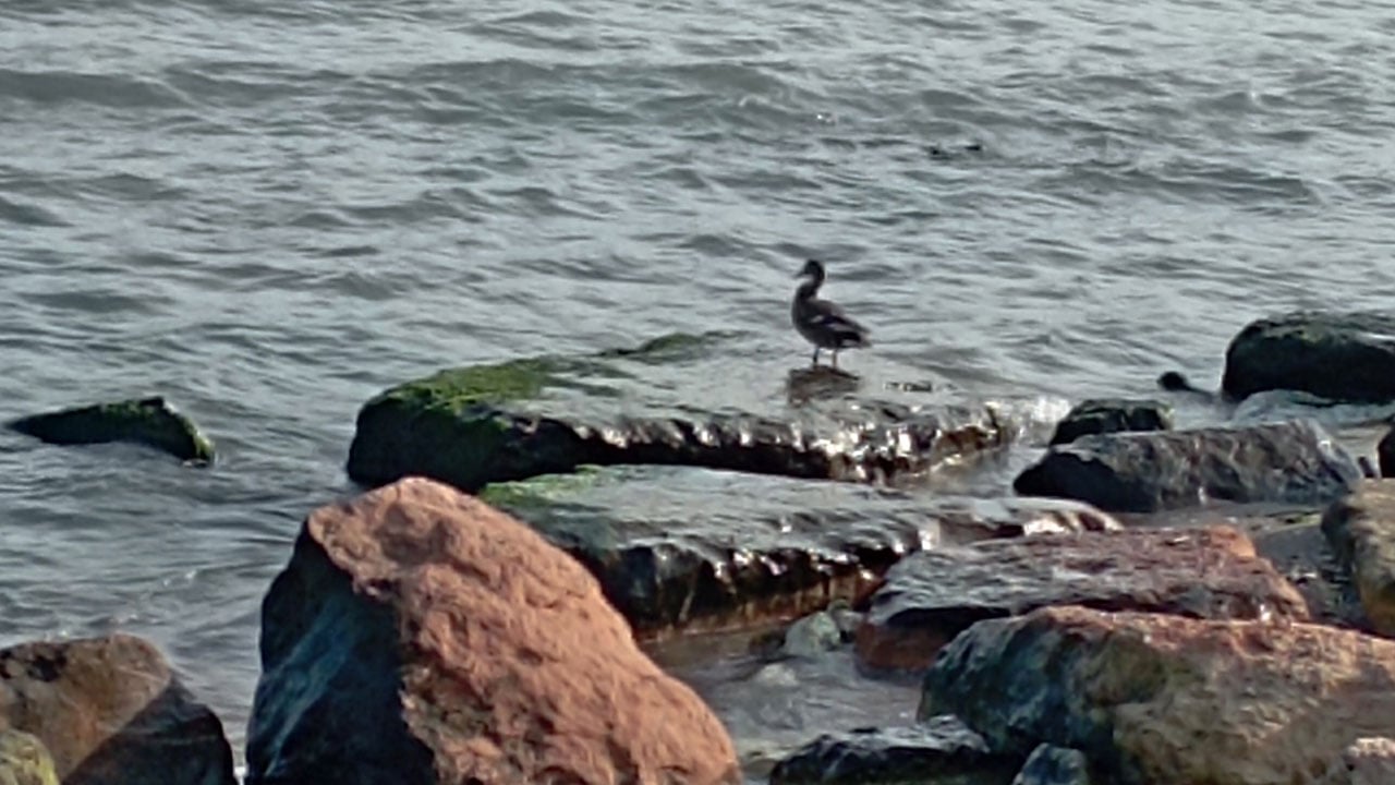 Foto - 11 yaban ördeği aynı anda belirdi! Denizin üzerinde gizemli ziyaretçiler