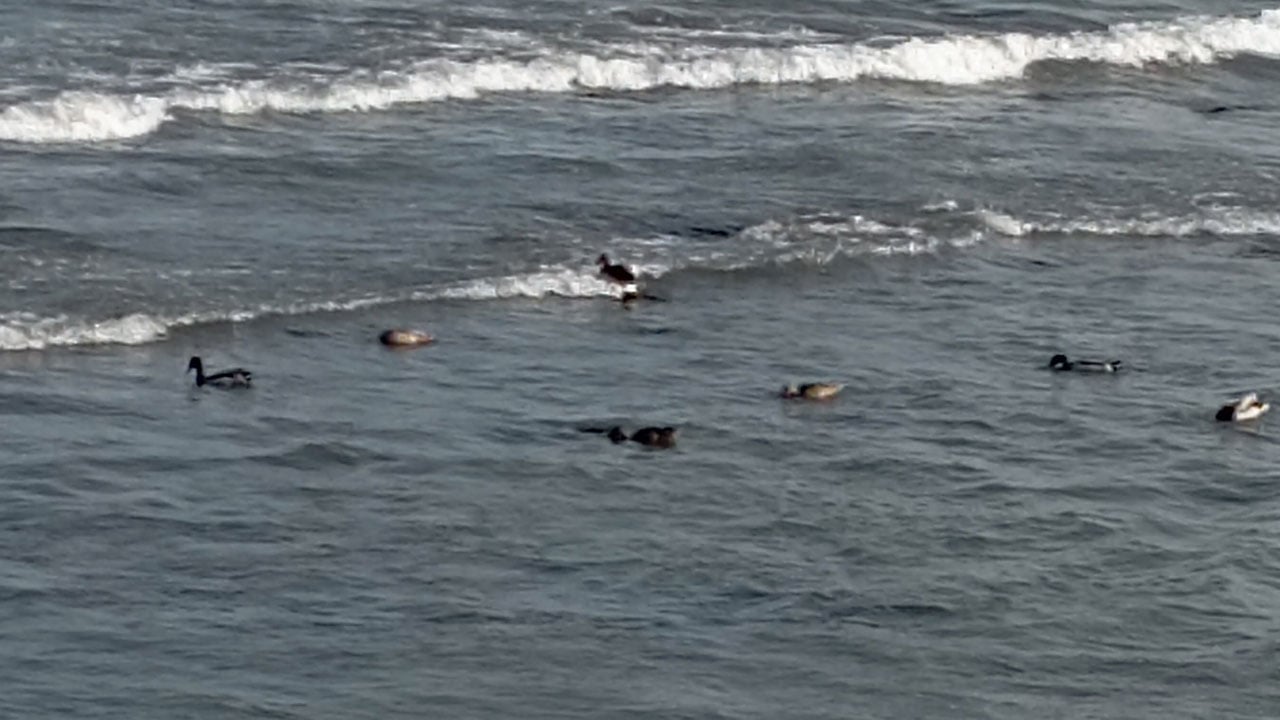 11 yaban ördeği aynı anda belirdi! Denizin üzerinde gizemli ziyaretçiler