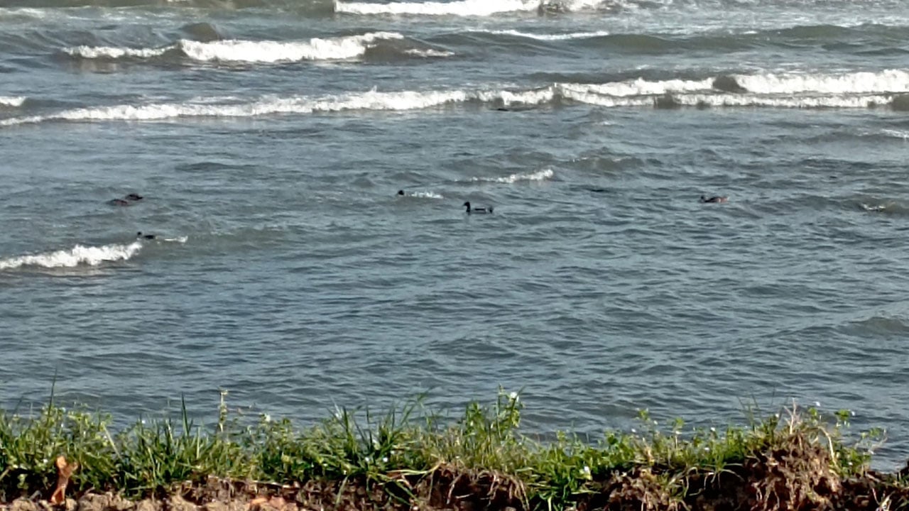 Foto - 11 yaban ördeği aynı anda belirdi! Denizin üzerinde gizemli ziyaretçiler