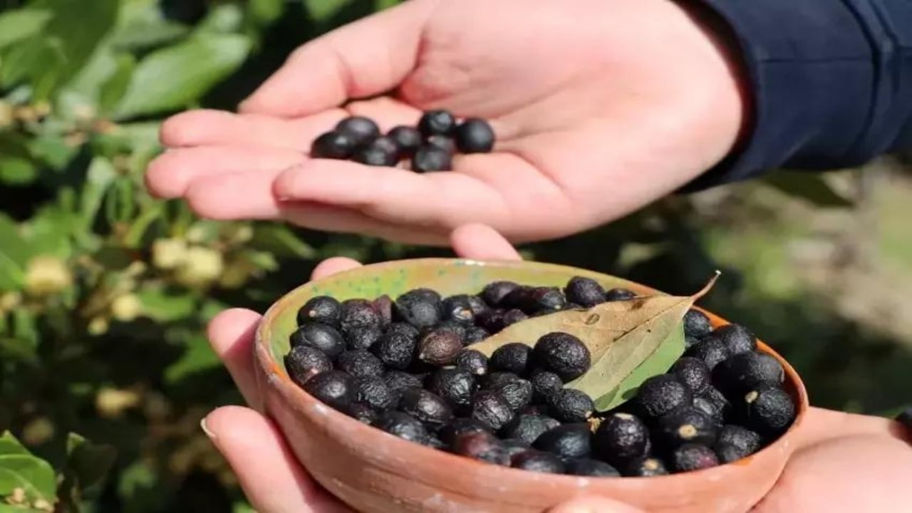 Foto - 13 yaşında okul bahçesinde fark etti! Tohumundan üretti, TÜBİTAK’tan desteği şak diye kaptı