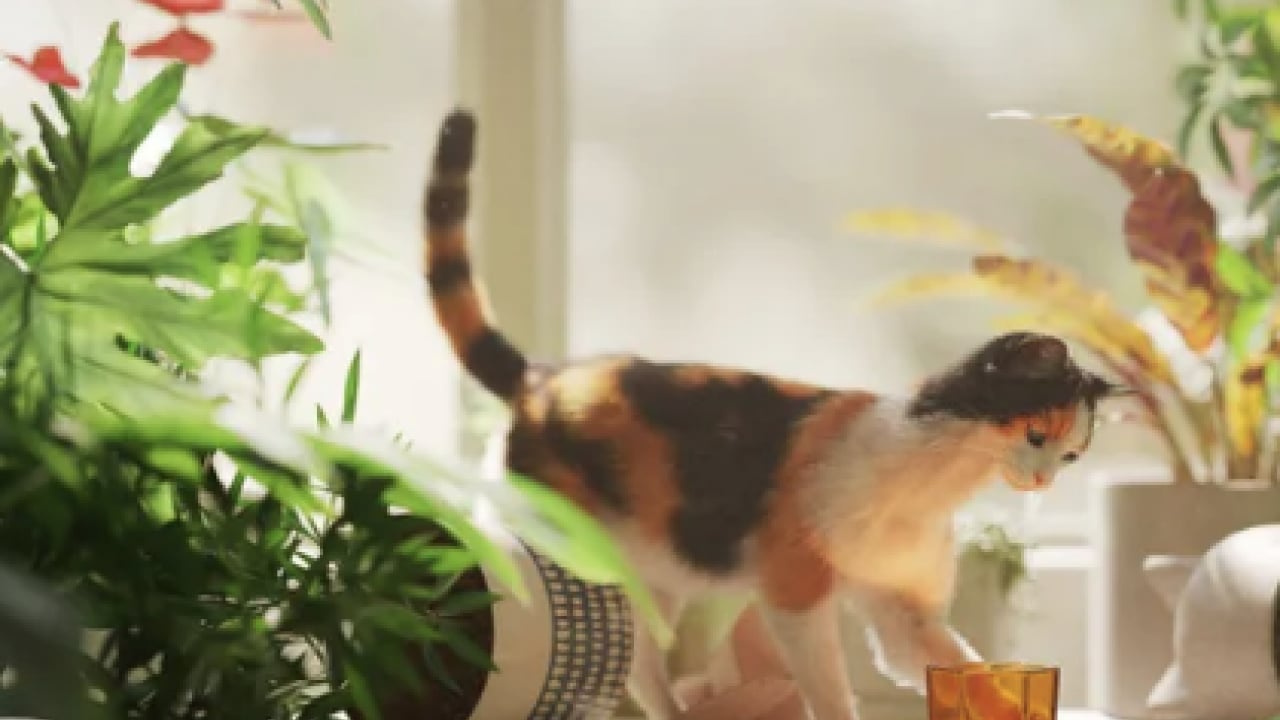 Foto - 130 yıllık tartışma son buldu: Bilim insanları kedilerin yere neden hep dört ayak üstünde düştüğünü açıkladı!