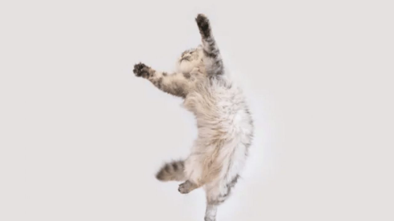 130 yıllık tartışma son buldu: Bilim insanları kedilerin yere neden hep dört ayak üstünde düştüğünü açıkladı!