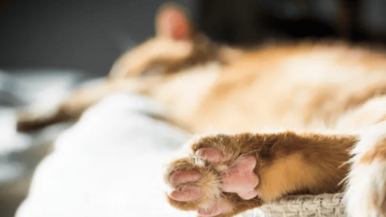 Foto - 130 yıllık tartışma son buldu: Bilim insanları kedilerin yere neden hep dört ayak üstünde düştüğünü açıkladı!