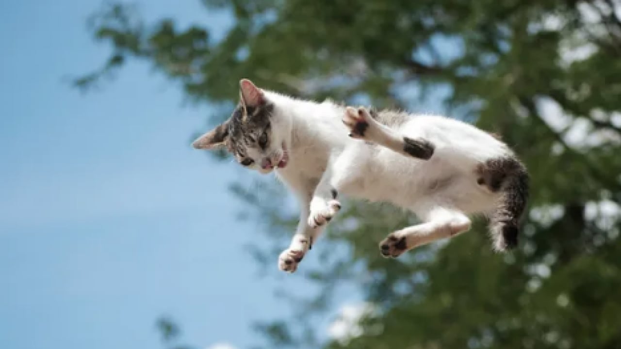 Foto - 130 yıllık tartışma son buldu: Bilim insanları kedilerin yere neden hep dört ayak üstünde düştüğünü açıkladı!