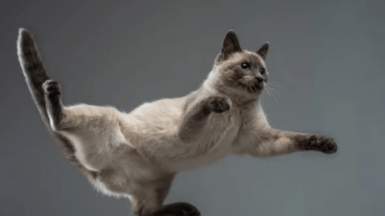 Foto - 130 yıllık tartışma son buldu: Bilim insanları kedilerin yere neden hep dört ayak üstünde düştüğünü açıkladı!
