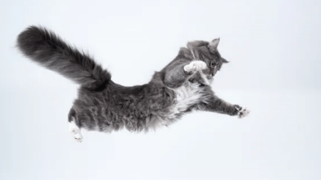 Foto - 130 yıllık tartışma son buldu: Bilim insanları kedilerin yere neden hep dört ayak üstünde düştüğünü açıkladı!