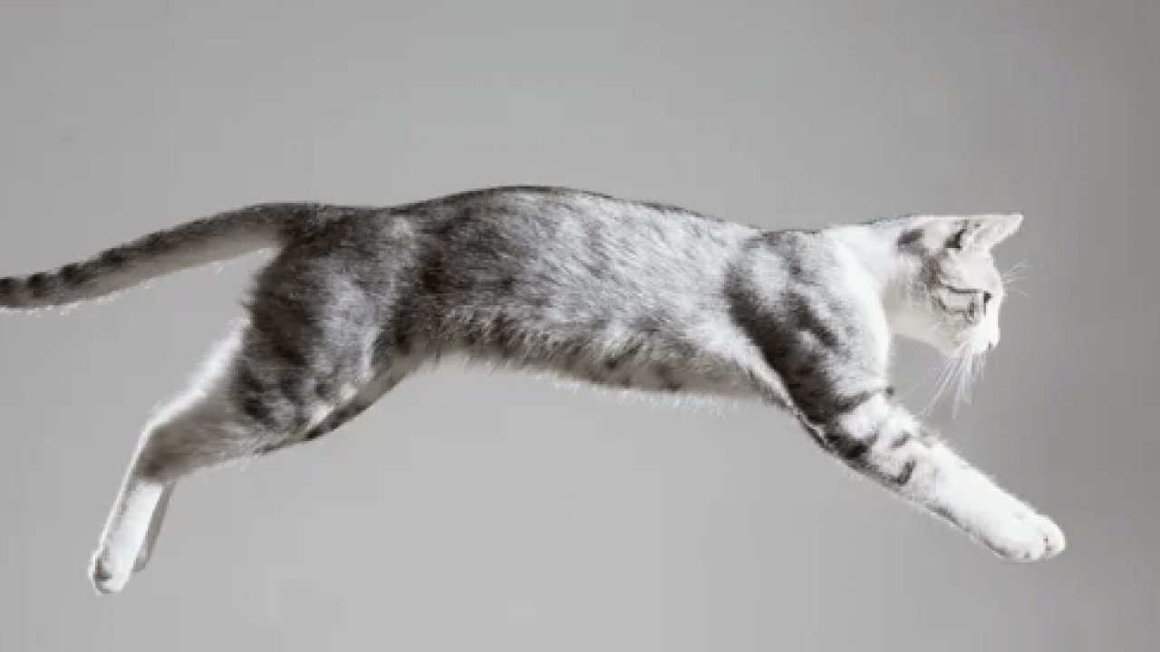Foto - 130 yıllık tartışma son buldu: Bilim insanları kedilerin yere neden hep dört ayak üstünde düştüğünü açıkladı!