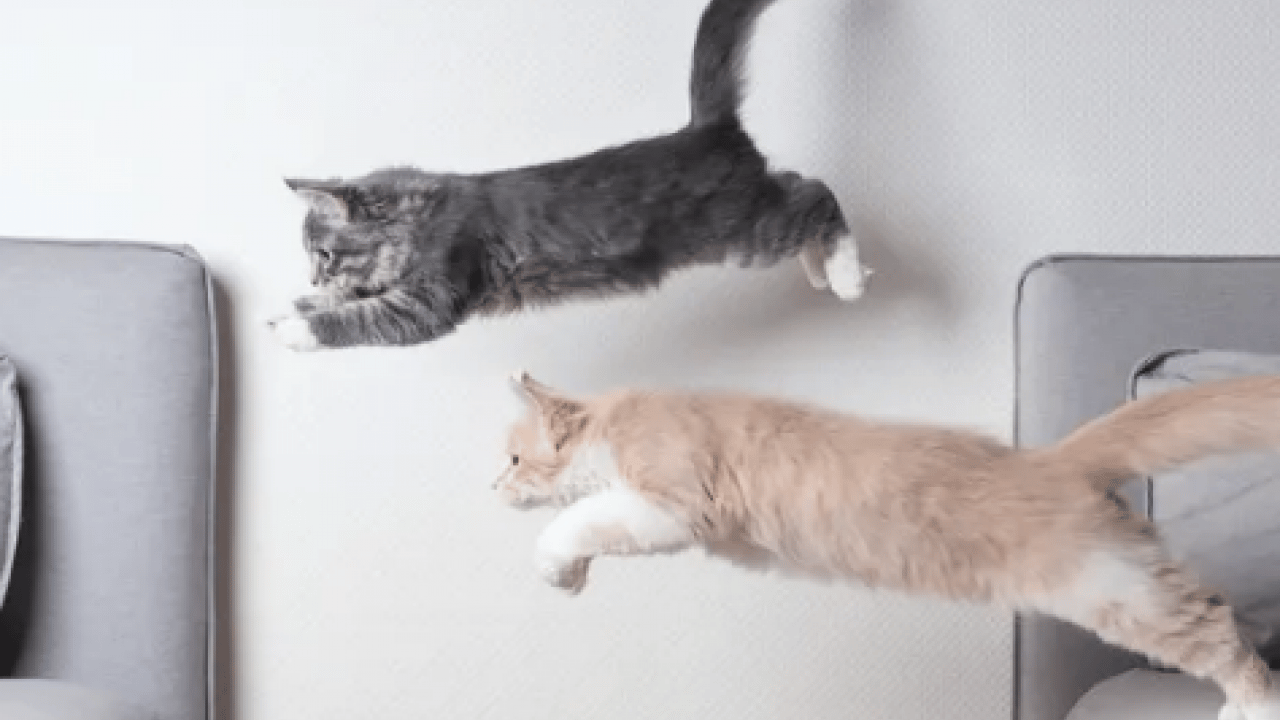 Foto - 130 yıllık tartışma son buldu: Bilim insanları kedilerin yere neden hep dört ayak üstünde düştüğünü açıkladı!