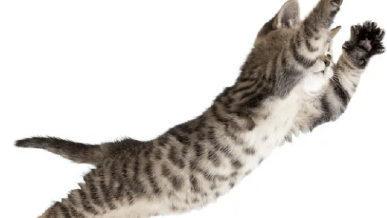 Foto - 130 yıllık tartışma son buldu: Bilim insanları kedilerin yere neden hep dört ayak üstünde düştüğünü açıkladı!